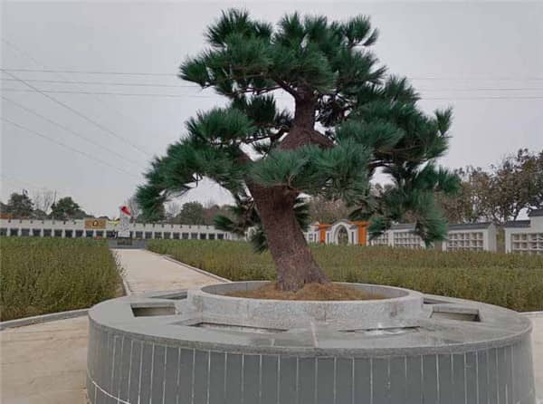 西安漢皇樹葬墓園的文化氛圍是如何營造的,對(duì)逝者和家屬有何意義?