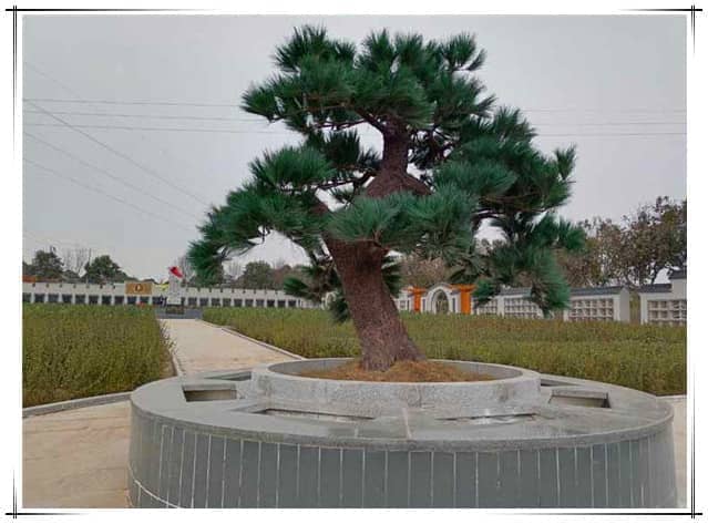 西安漢皇樹(shù)葬墓園的具體位置在哪里，其周邊環(huán)境如何？
