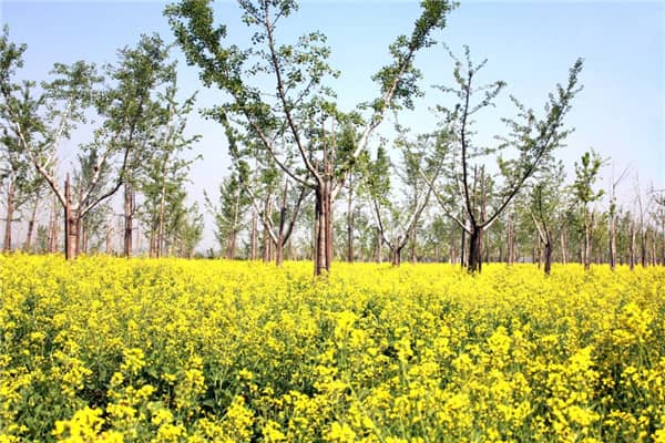 西安長安區壽陽山墓園售價,選擇我們