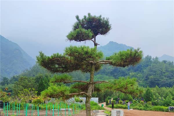 選擇西安九龍山公墓的樹葬方式，對家屬有哪些意義？