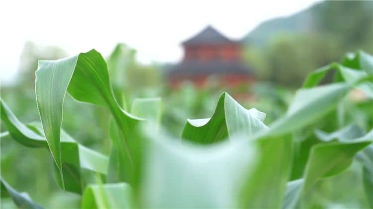 西安霸陵墓園新區(qū)提供的便民服務(wù)有哪些,如何提升客戶體驗(yàn)?