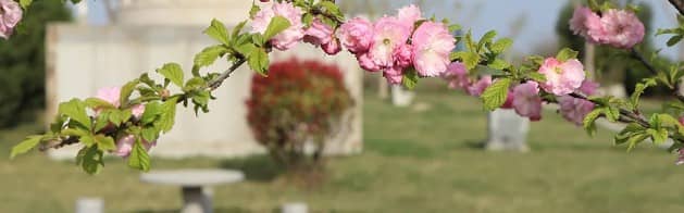 祭掃高峰期鮮花供應與價格波動分析(最新數(shù)據(jù))