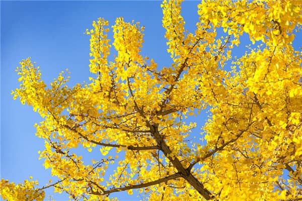 老人過(guò)世打傘的寓意與傳統(tǒng)習(xí)俗解析