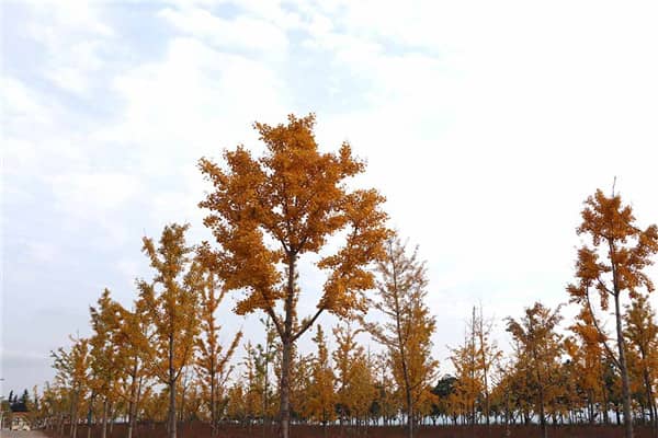 清明節:緬懷先人與春日踏青的雙重節日