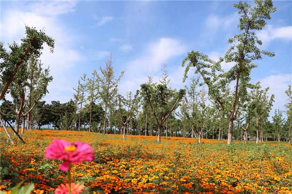 西安公墓預約平臺:讓墓地選擇更加便捷與高效